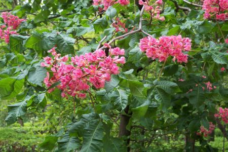 Aesculus carnea sau castanul rosu